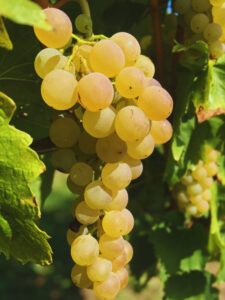 Grappolo di Malvasia