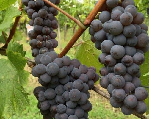 Pinot Grigio