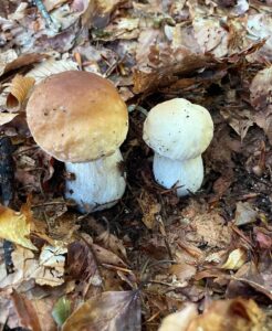 Funghi porcini freschi nel sottobosco per il risotto Fiegl