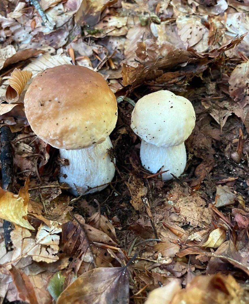 Funghi porcini freschi nel sottobosco per il risotto Fiegl